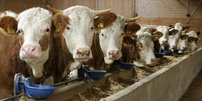 Pas question de nourrir à nouveau des vaches avec de la farine animale, assure Bruxelles.