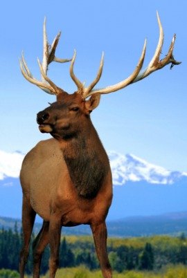 main elk