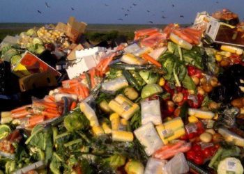 actualité halal – Halal Tribune , info halal, certification halal,paris halal,produits halal