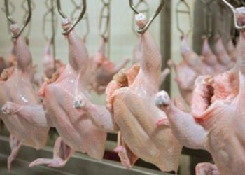 الحلال .. الملف الغامض / تدويخ الدواجن ـ الشروق تحقق الحلقة الكاملة ـ اعداد و تقديم : عمر بودي ، تصوير : محمد علي بكير و محمد بوهنيبة تركيب : حمو ناجي بوذراع…