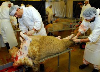 L&rsquo;abattage halal, quelle méthode d&rsquo;exécution?