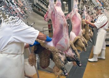 Virginie : l&rsquo;abattoir halal obtient autorisation de s&rsquo;implanter malgré opposition