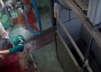 Espagne: maltraitance d&rsquo;animaux à l&rsquo;abattoir Avila