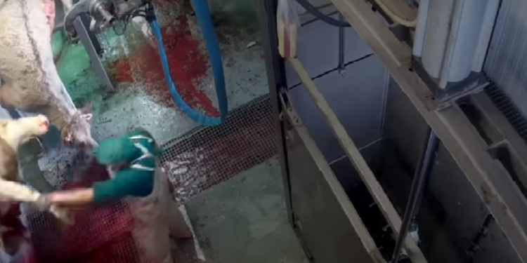 Espagne: maltraitance d&rsquo;animaux à l&rsquo;abattoir Avila