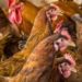 Des éleveurs de poules pondeuses passent à la méthode suédoise