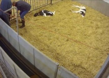 Maltraitance animale dans un élevage de veaux laitiers (Vidéo)