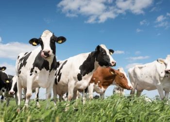 Bien être des vaches à la ferme