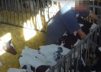 Nouvelle vidéo sur les mauvaises conditions d&rsquo;élevage