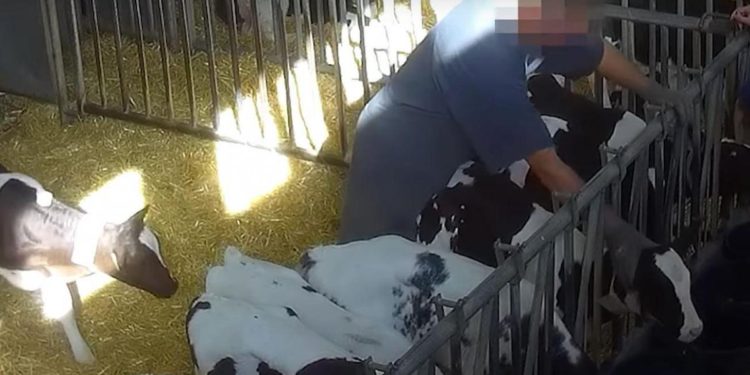 Nouvelle vidéo sur les mauvaises conditions d&rsquo;élevage