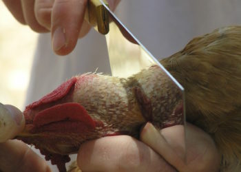 Efficacité du saignement selon la méthode halal, non-halal et par décapitation