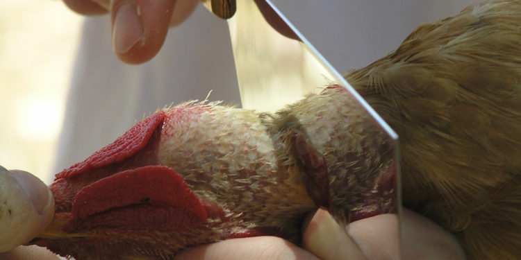 Efficacité du saignement selon la méthode halal, non-halal et par décapitation