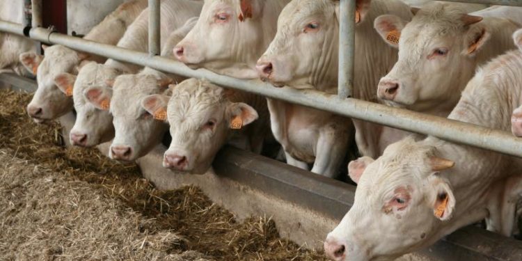 Viandes, que mangeons-nous vraiment   Jeune Bovin,Vache,Boeuf