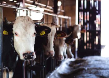 Le confort des animaux en élevage