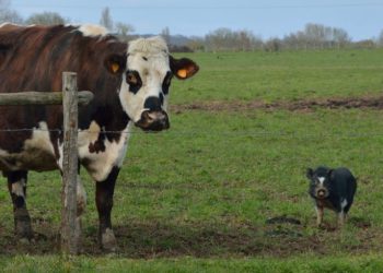 لماذا لحم الخنزير حرام والبقر حلال