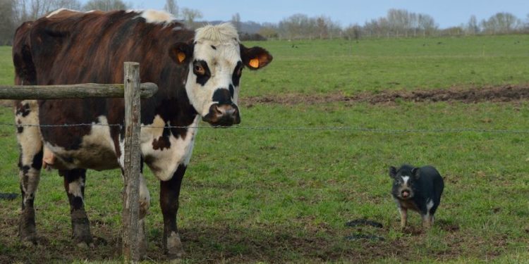 لماذا لحم الخنزير حرام والبقر حلال