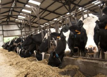 Tests équilibre alimentaire des vaches