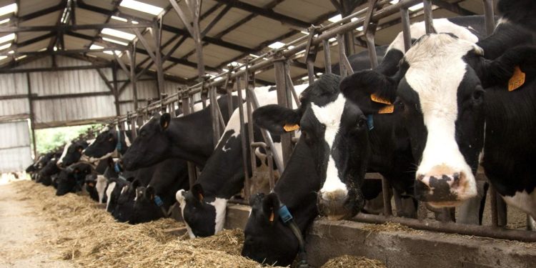 Tests équilibre alimentaire des vaches