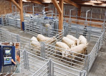 Contention bovins bâtiment