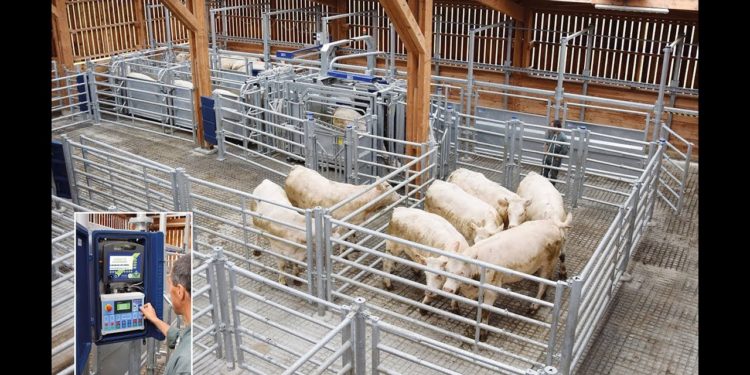 Contention bovins bâtiment