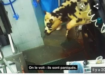 Analyse de la vidéo de L214 à Sobeval