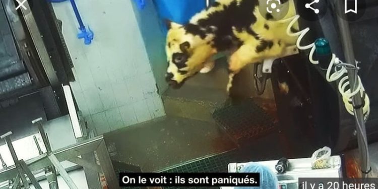 Analyse de la vidéo de L214 à Sobeval