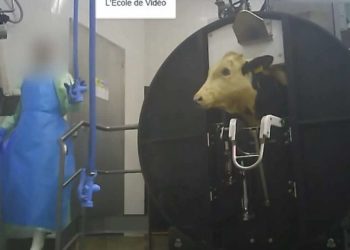 Analysis of L214 undercover video in a veal abattoir