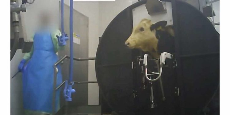 Analysis of L214 undercover video in a veal abattoir
